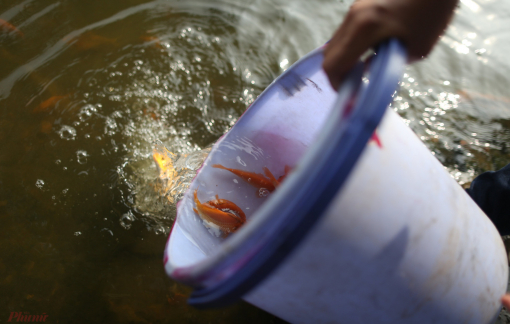 Đừng để tập tục phóng sinh bị biến tướng