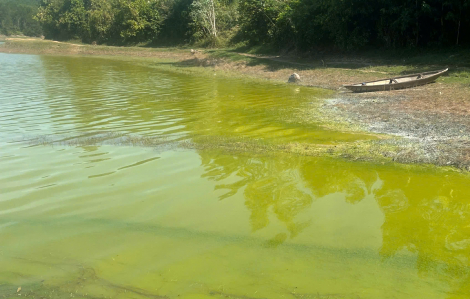 Đà Nẵng: Yêu cầu trang trại nuôi heo quy mô lớn dừng xả thải