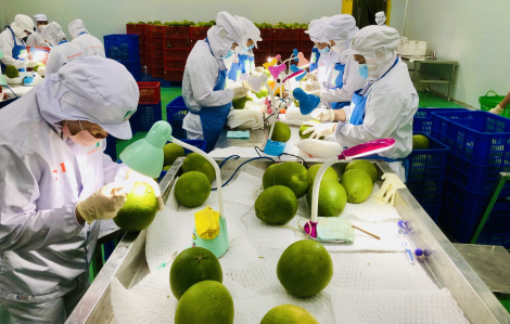 Giảm thuế về 0% không đồng nghĩa mở toang cánh cửa nông sản Việt vào Mỹ