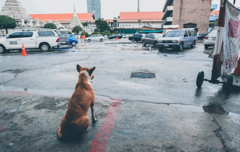 Thái Lan bùng phát bệnh dại, cấm vận chuyển động vật