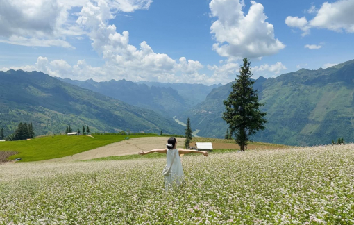 Hà Giang đẹp thơ mộng mùa hoa tam giác mạch