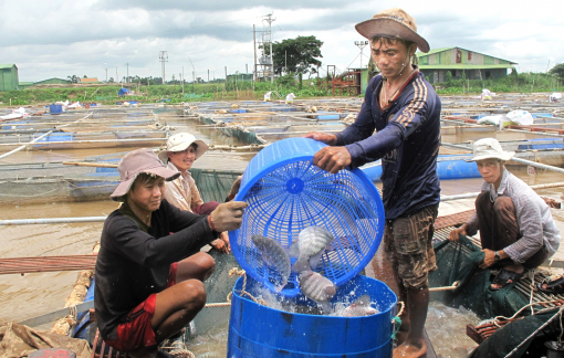 Cá rô phi - mặt hàng xuất khẩu đầy tiềm năng