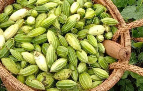 Poh pang xào cá - Vị lạ Tây Nguyên