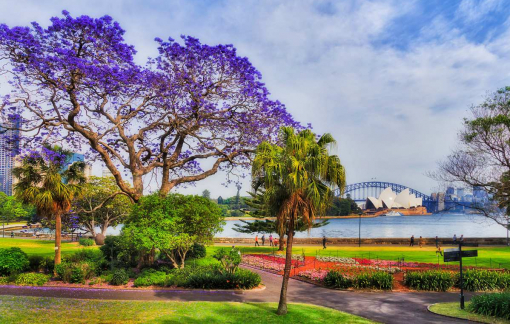 10 địa điểm ngắm hoa phượng tím đẹp nhất ở Sydney