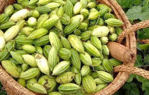 Poh pang xào cá - Vị lạ Tây Nguyên