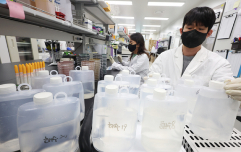 Hơn 40% bệnh nhân nhiễm vi khuẩn ‘ăn thịt người’ ở Hàn Quốc tử vong