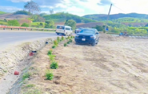 1km phượng vĩ và 1.000 gốc hoa hồng đầy tình yêu dành cho người vợ quá cố