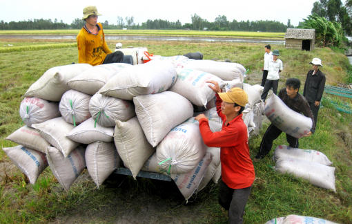 Tìm giải pháp nâng giá lúa, hỗ trợ nông dân đồng bằng sông Cửu Long