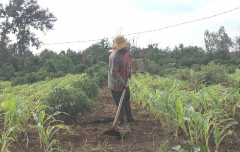 Đắk Lắk yêu cầu xử lý dứt điểm vụ 6 giáo viên thắng kiện nhưng chưa được bồi thường