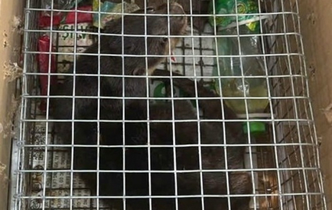 Rái cá vuốt bé quý hiếm bị rao bán 20 triệu đồng, khởi tố người vận chuyển