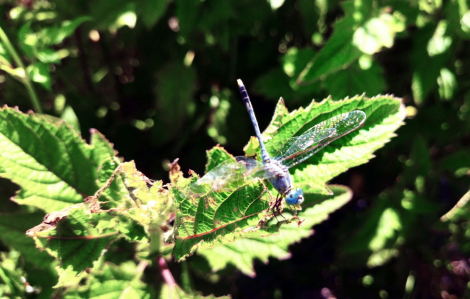 Bay theo cánh chuồn chuồn