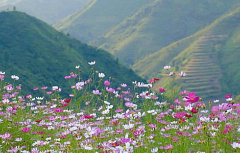 Check-in đồi hoa cánh bướm Tà Xùa trong nắng vàng mùa thu
