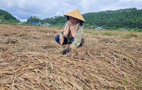 Nông dân để lúa mục nát ngoài ruộng sau bão chồng bão