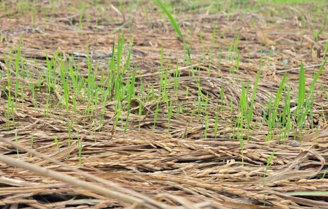 Nước mắt người dân trên những cánh đồng lúa bỏ hoang sau bão