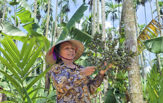 Cau tăng giá, chủ vườn từ chối tiền đặt cọc của thương lái