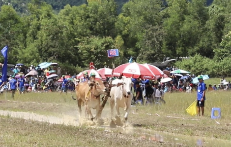 Ấn tượng hội đua bò Bảy Núi tại An Giang