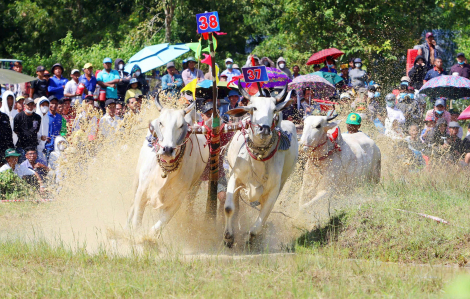 Đôi bò 09 giành chức vô địch Hội đua bò Bảy Núi lần thứ 30