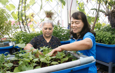 Sống xanh từ những vườn rau sạch trên sân thượng