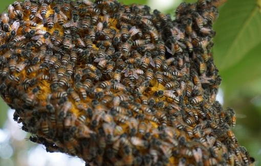 3 trẻ bị ong tấn công, 1 bé tử vong vì 80 vết đốt