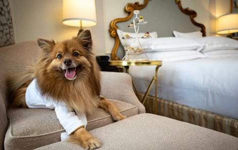 Dịch vụ khách sạn hạng sang dành cho thú cưng ngày càng được ưa chuộng