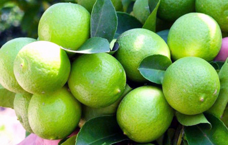 Nhà quê mê chanh muối