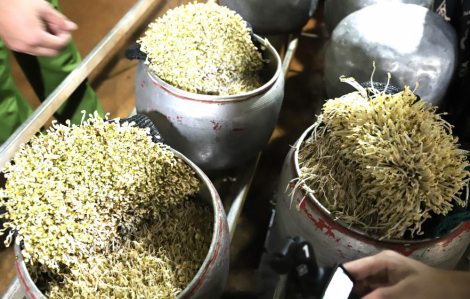 Dùng 'nước kẹo' sản xuất gần nửa tấn giá đỗ