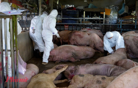 Quảng Ngãi hỗ trợ 40.000 đồng/kg heo hơi mắc dịch tả phải tiêu hủy