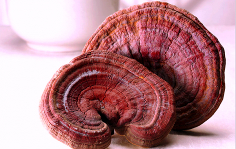 Những lợi ích tuyệt vời của nấm linh chi đỏ Hàn Quốc