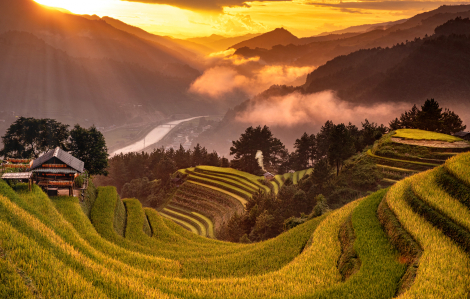 Say lòng mùa lúa chín ở Mù Cang Chải