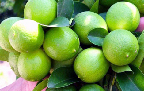 Nhà quê mê chanh muối
