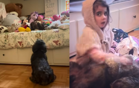 Chú chó suốt 6 năm vẫn đợi cô chủ nhỏ đã qua đời