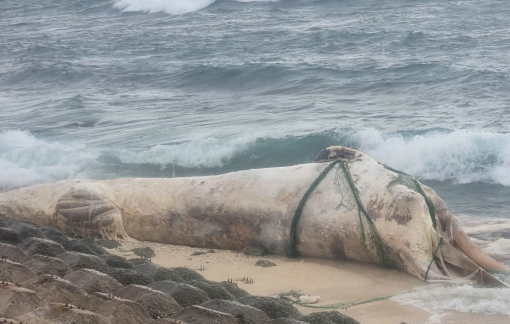 Phát hiện xác cá voi xanh dài khoảng 15m trôi dạt vào bờ biển Lý Sơn