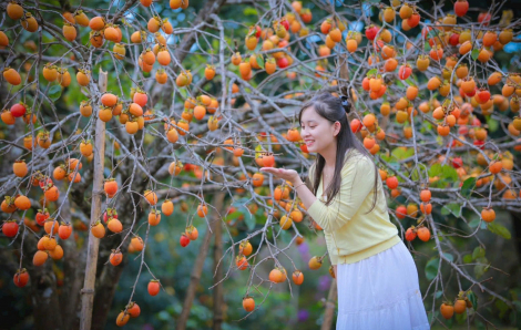 Măng Đen mùa thu trong vườn hồng chín rộ