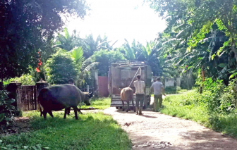 Những ngày theo đuôi trâu