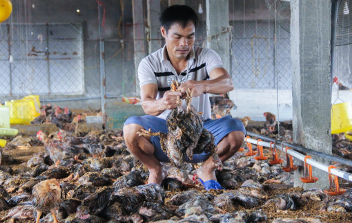 Vừa gượng dậy sau bão, người chăn nuôi lại trắng tay Vừa gượng dậy sau bão, người chăn nuôi lại trắng tay