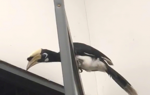 Chim cao cát bụng trắng quý hiếm bay lạc vào quán nhậu ở ĐắkLắk