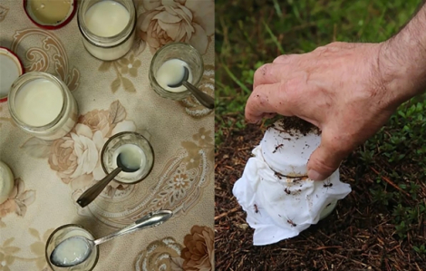 Nhà hàng có sao Michelin bán món sữa chua làm từ… kiến