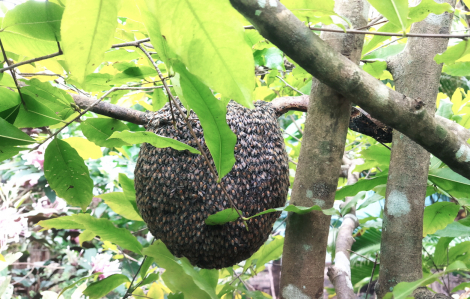 Tìm về những mùa ong làm mật