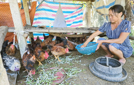 Gác buồn dựng lại vườn rau, chuồng gà sau bão lũ