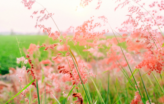Truyện ngắn - Vì yêu