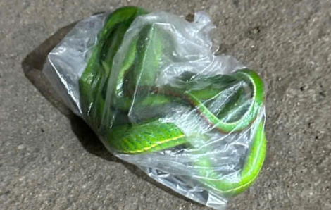 Bắt con rắn độc cắn mang đến bệnh viện cấp cứu