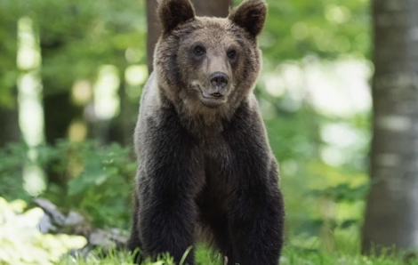 Nhiều người Nhật bị gấu tấn công đến chết