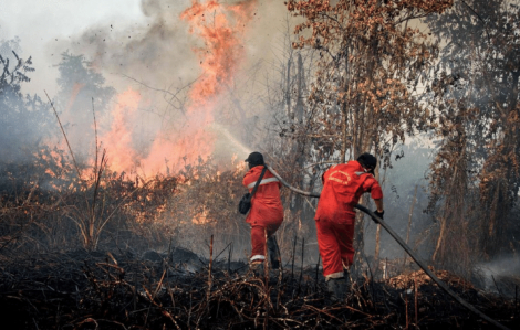 Số người tử vong do nạn phá rừng ở Đông Nam Á cao nhất thế giới