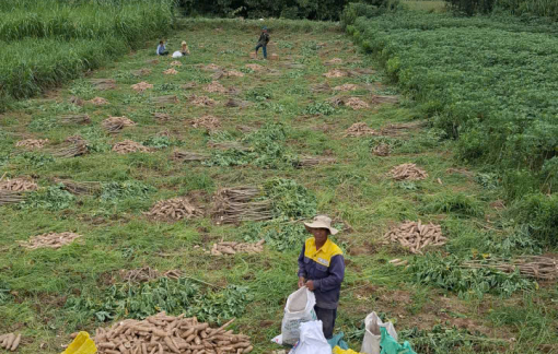 Giá tăng, nông dân “quyết tâm” trồng sắn