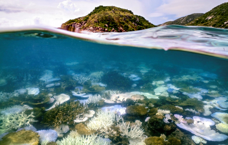 Thế giới chạm mốc thảm họa khí hậu đầu tiên: Sự lụi tàn của rạn san hô