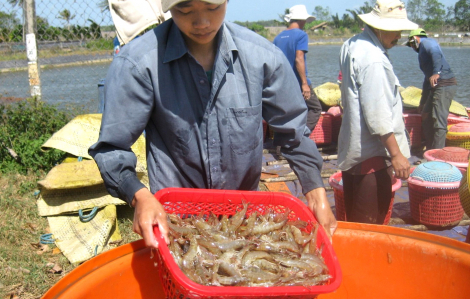 Cà Mau - nông dân vươn lên làm giàu từ thủy sản