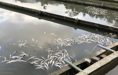 Lũ ống đổ về làm chết hàng chục tấn cá tầm trị giá tiền tỉ ở Măng Đen