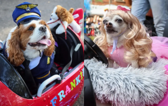 Chó hoá trang thành phi công, búp bê... diễu hành tại lễ hội Halloween