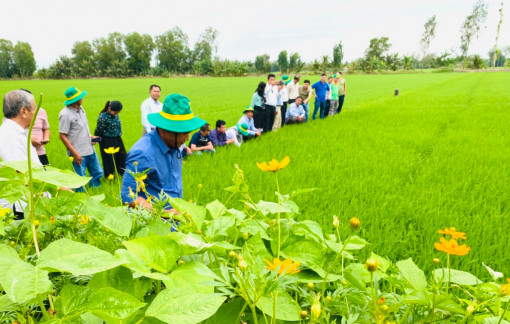 Sản xuất xanh để đưa nông sản xuất ngoại, bán được giá cao