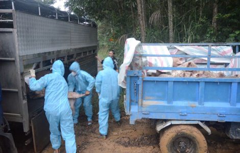 Đà Nẵng: Phát hiện xe tải chở 58 con heo đang vận chuyển vào vùng có dịch tả heo châu Phi